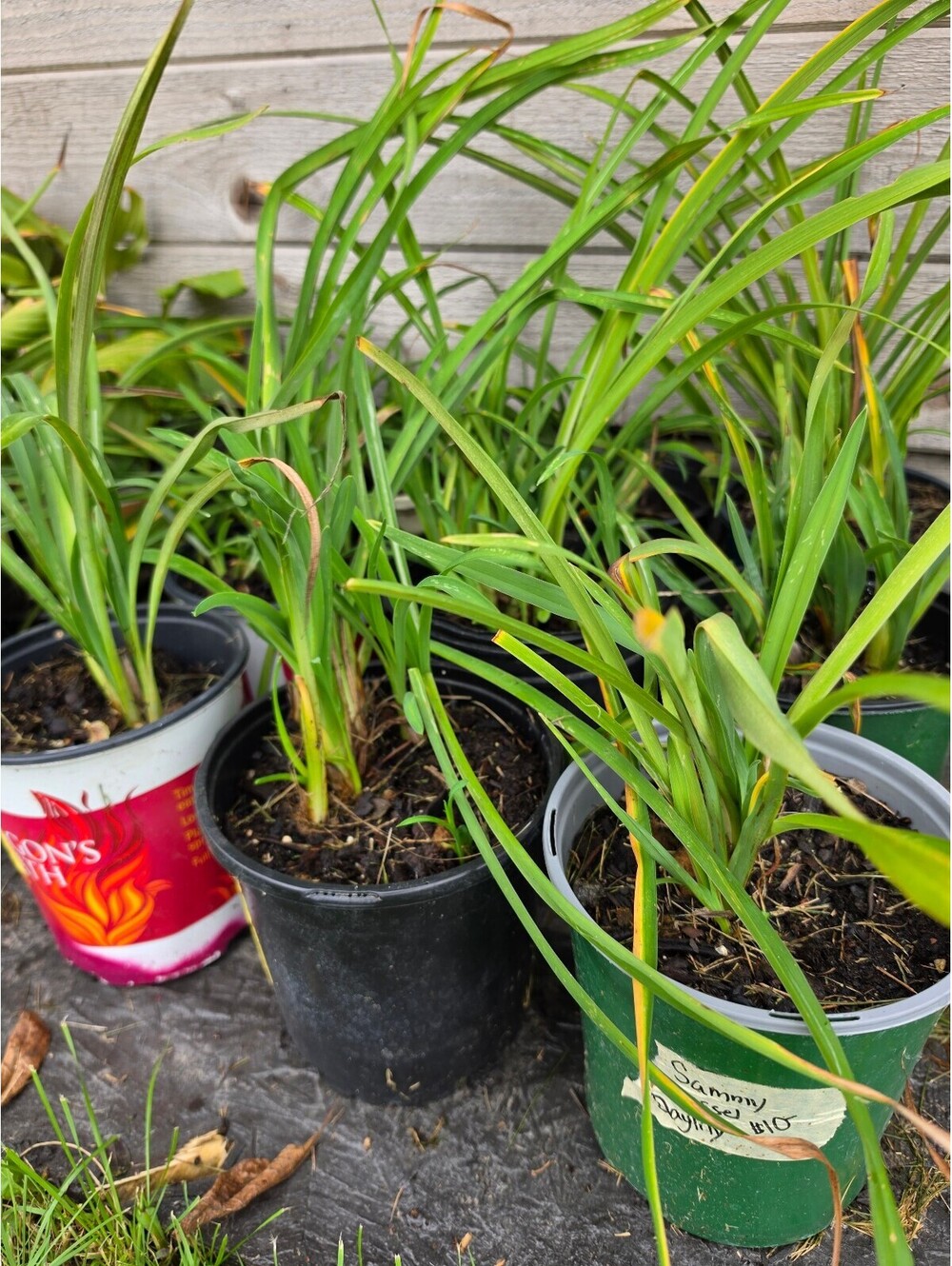 LIVE PLANT: Sammy Russel Daylily